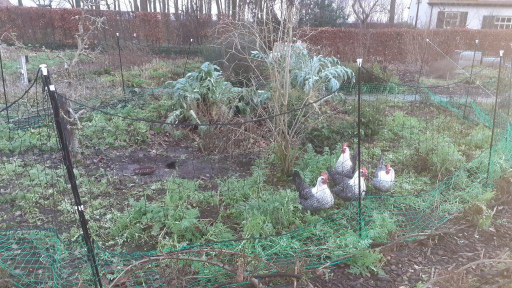 Pluktuin - Overzicht - Herfst 02