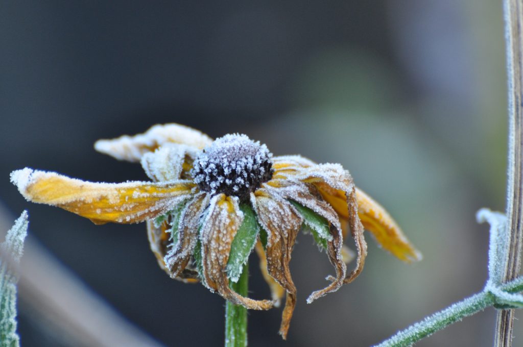 Pluktuin - Overzicht - Winter 03