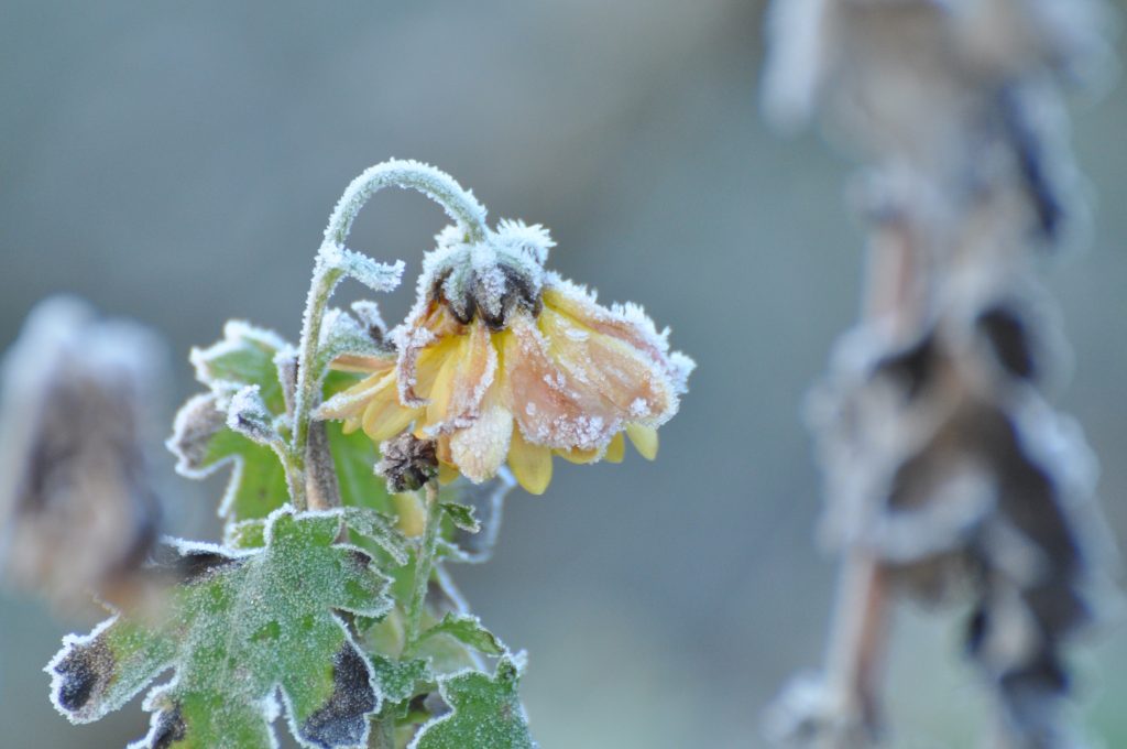 Pluktuin - Overzicht - Winter 04