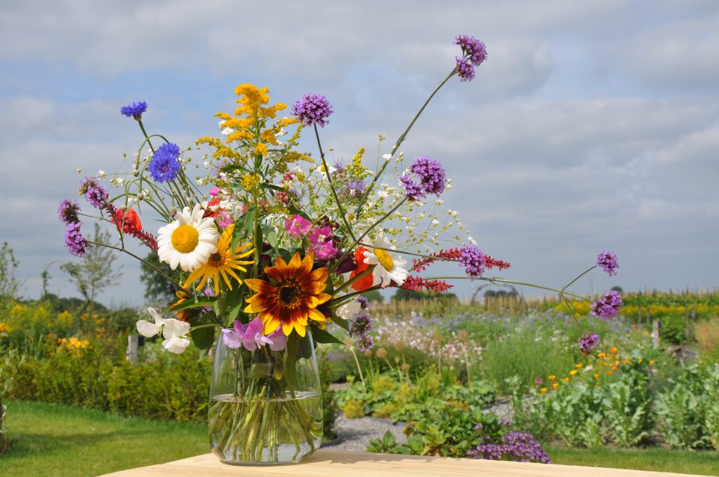 Pluktuin Historie - 05