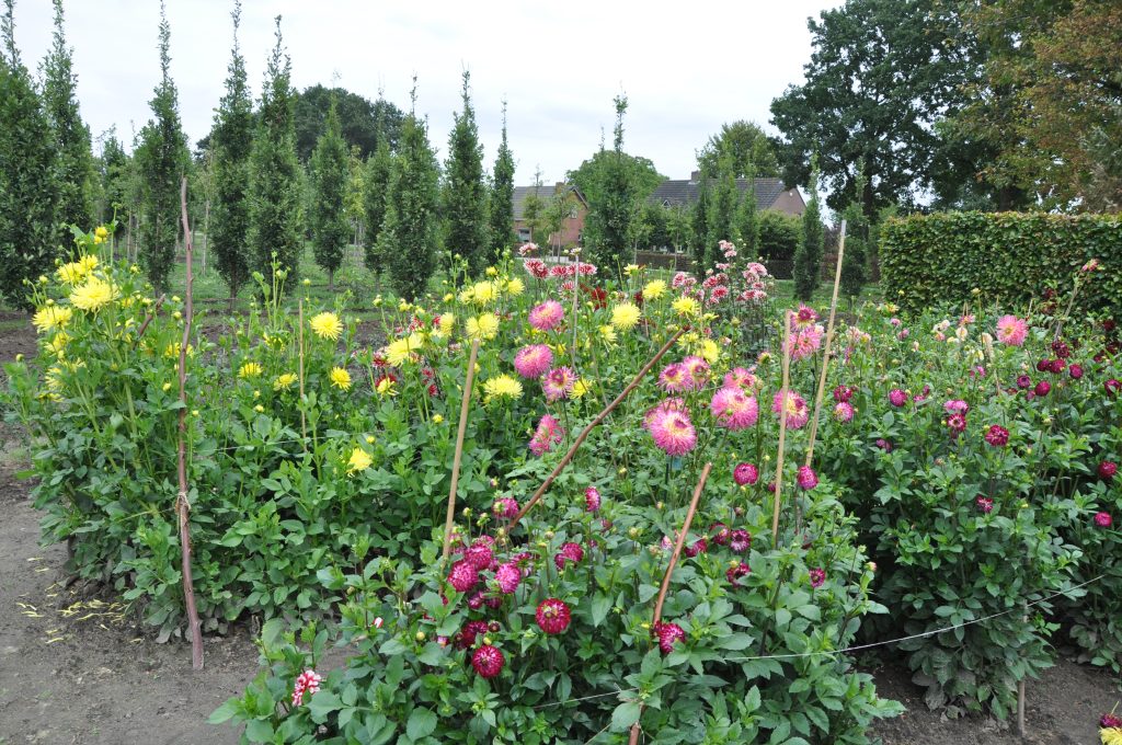 Pluktuin - 2018 Overzicht - Zomer 02