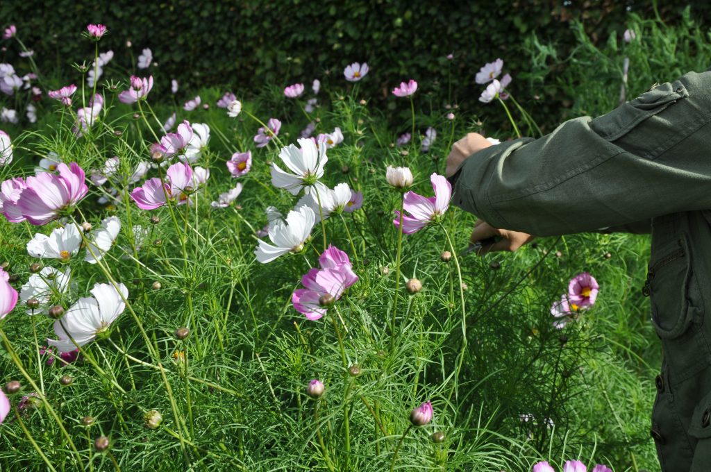 Pluktuin - Zelf plukken 03